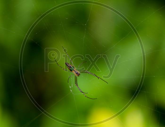 Multi Colored Spider On Spider Web