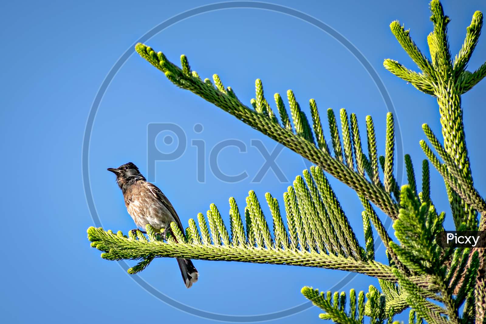 Red Vented Bulbul Sitting On Attractive Juniper Tree Branch Leaves .