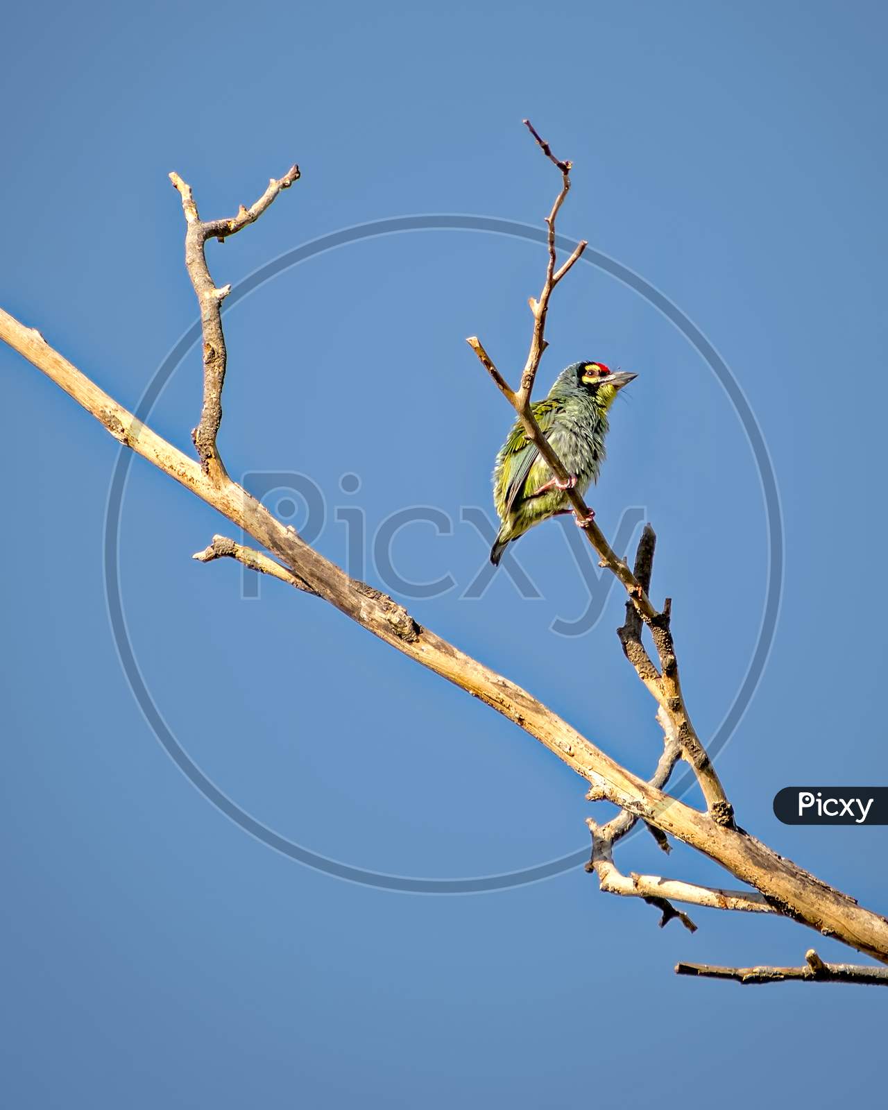 Copper Smith Barbet Bird, Sitting On A Dry Tree Branch With Clear Blue Sky Background..