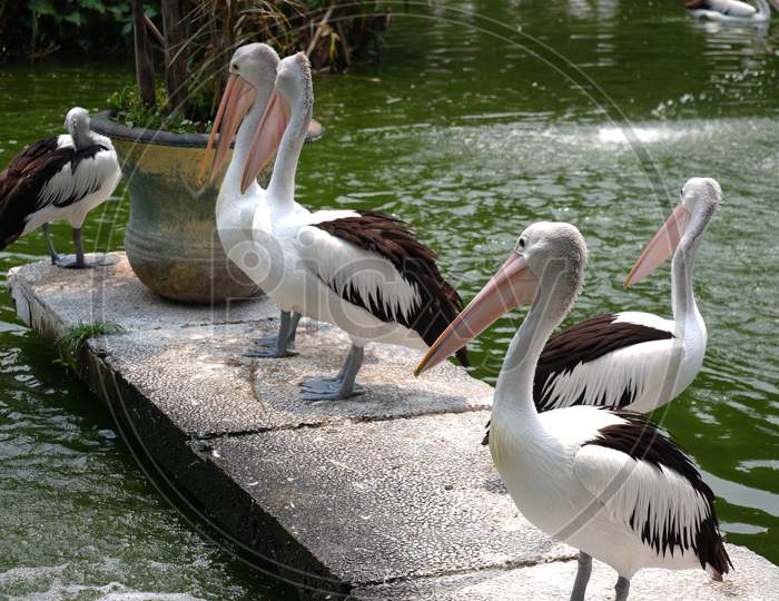 The Great White Pelican