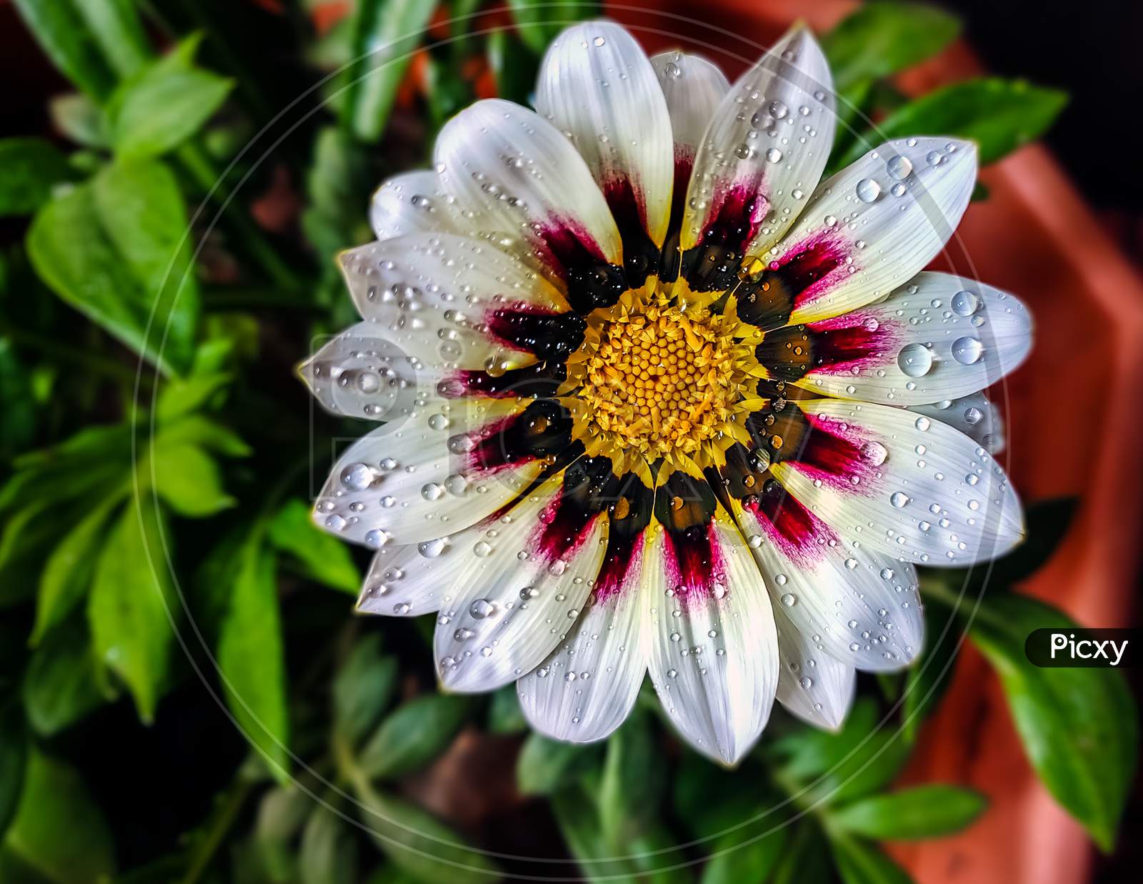 Isolated, Close-Up Image Of White & Pink Petals Of Gazania Flower.
