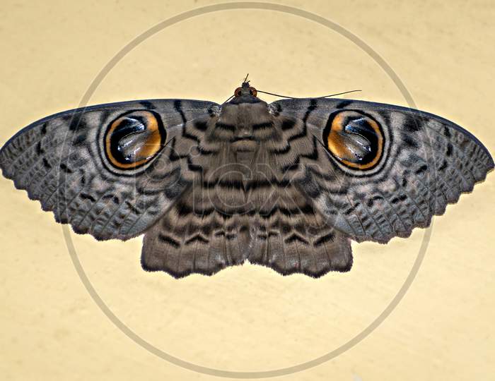 Isolated Image Of Brahmaea Wallichii Or The Owl Moth On Clear Background.