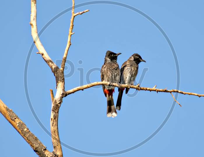 Two Red Vented Bulbul Sitting Side By Side On Dry Tree Branch .