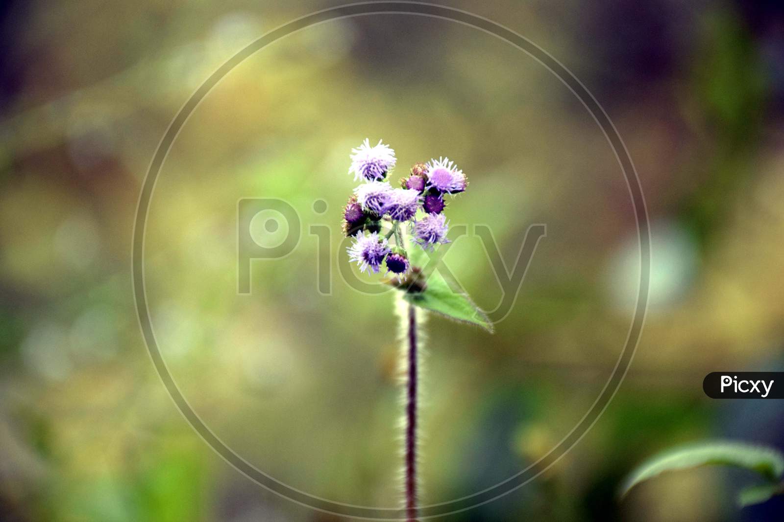 Beautiful Picture Of Blue Flower In Blur Background