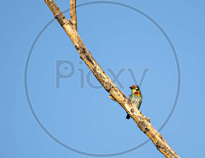 Isolated Image Of Copper Smith Barbet Bird, Sitting On A Dry Tree Branch.