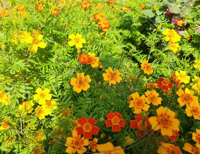 Beautiful  marigold flower.