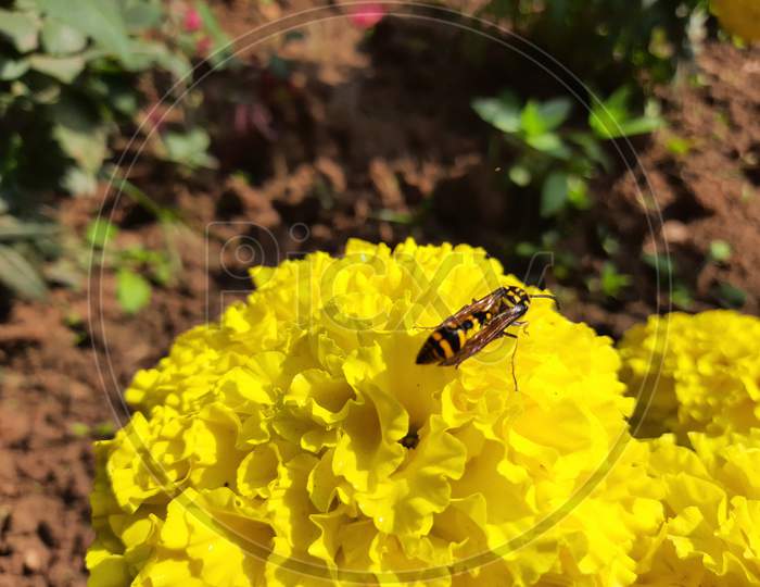 How to Honey Bee collecting honey from Marigold flower.