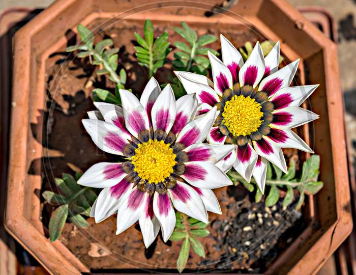 Isolated, Close-Up Image Of Two White & Pink Gazania Flowers With Yellow Center.