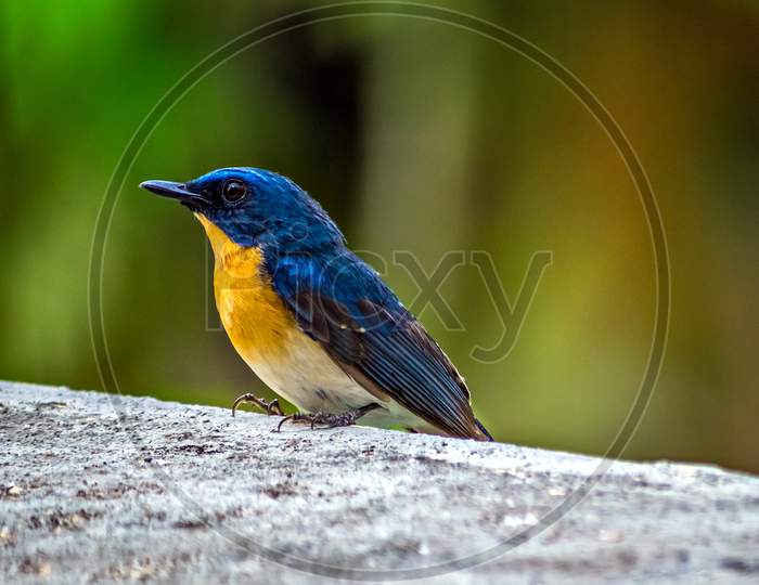 Colorful, Isolated, Young Indian Blue Robin Sitting On A Wall Of The Building.