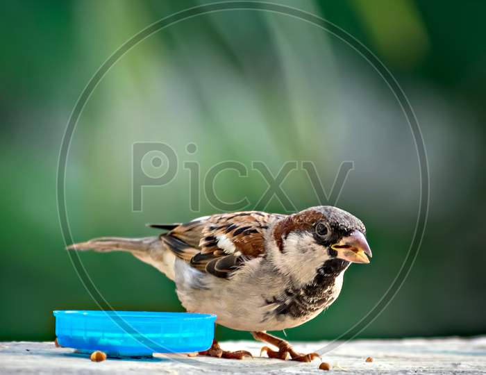 Isolated Image Of A Male Sparrow Eating On Wall With Clear Green Background.