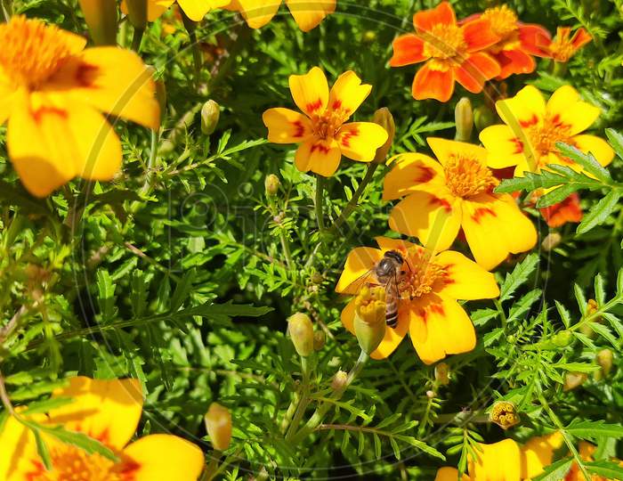 How to Honey Bee collecting honey from Marigold flower.