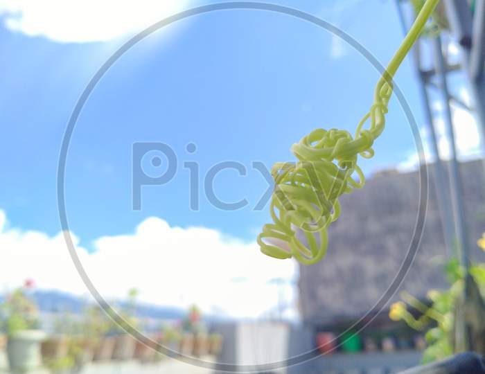 Vine Of Plants With Sky In Background