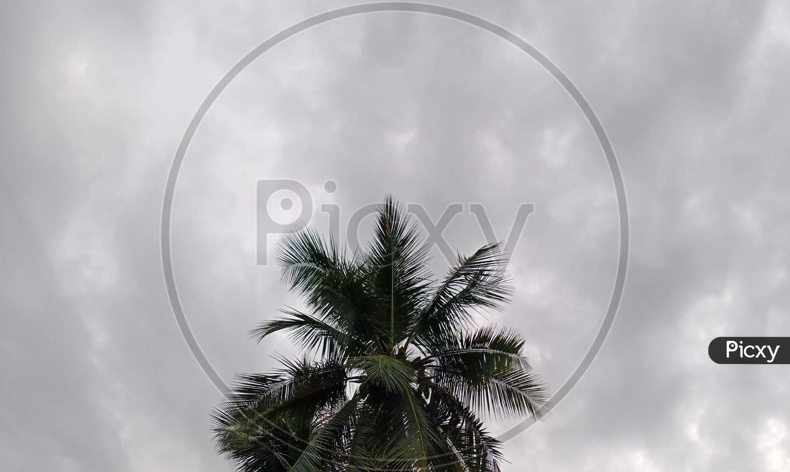 Coconut tree in sky