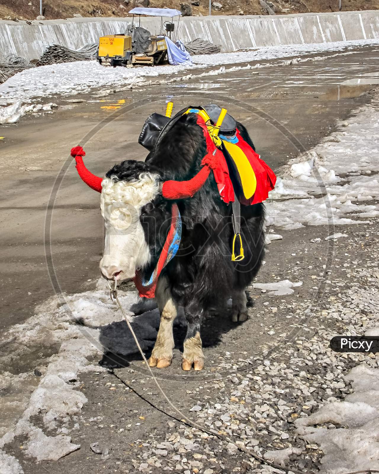 Decorated Yak for tourist photography near frozen Tsongmo lake in Sikkim, India.