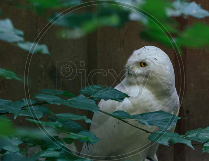 White Owl Fluffy Bird Turning Head