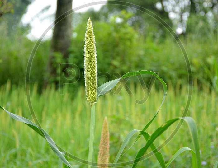 The Green Ripe Of Millet Millet Plant In The Garden.