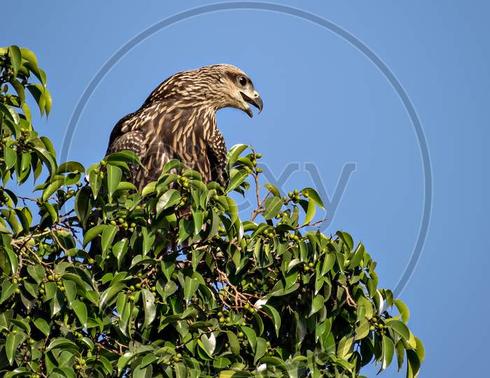 Close Up Image Of Black Kite Bird Sitting On Top Of Tree.
