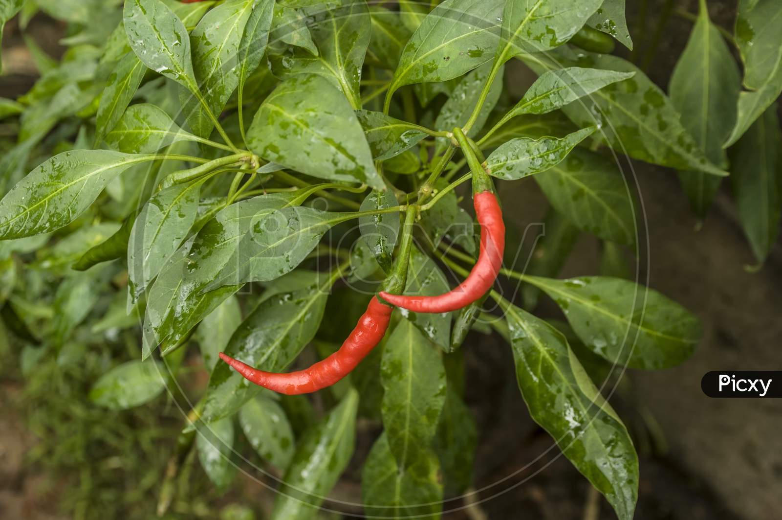 The red chillies with green leaves.