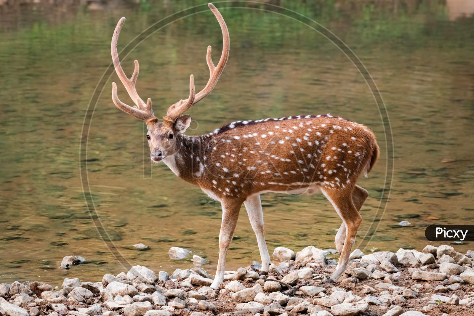 Spotted Deer - Male