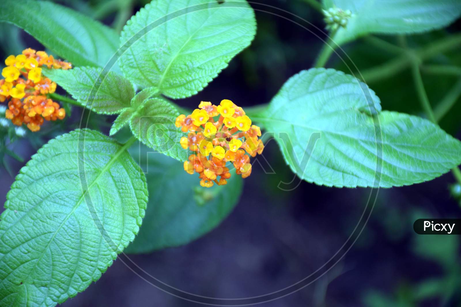 Beautiful Picture Of Orange Flower And Green Leafs