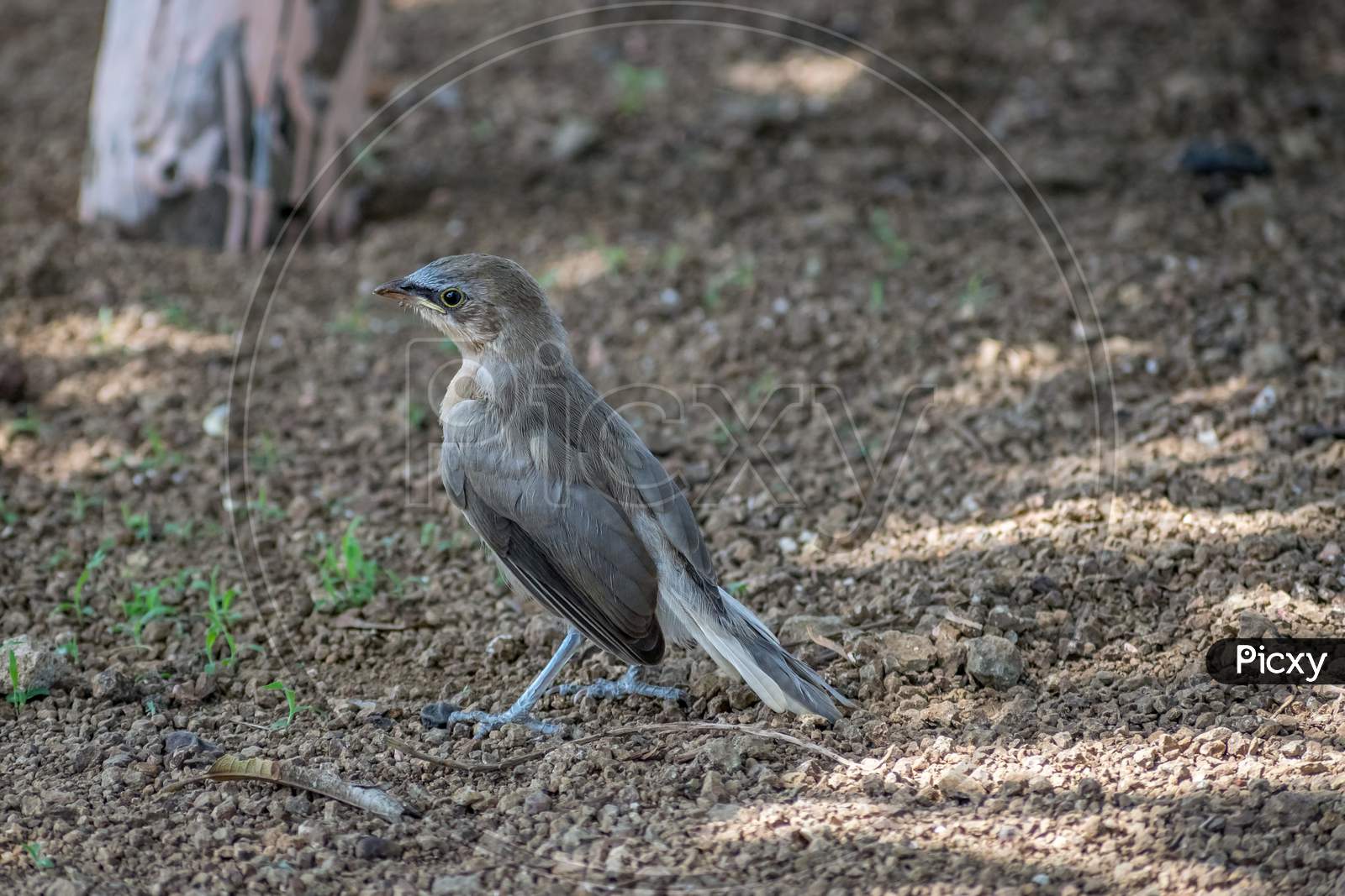 Indian Robin Copsychus Fulicatus Bird In A Field In Sasan Gir, Gujarat, India.