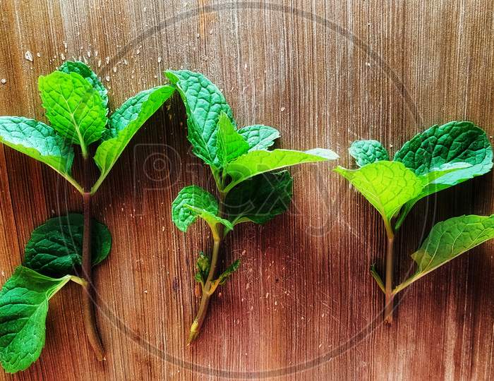 Pudina leaf with a wood background, it is a medicinal plant. Its also known as mint.