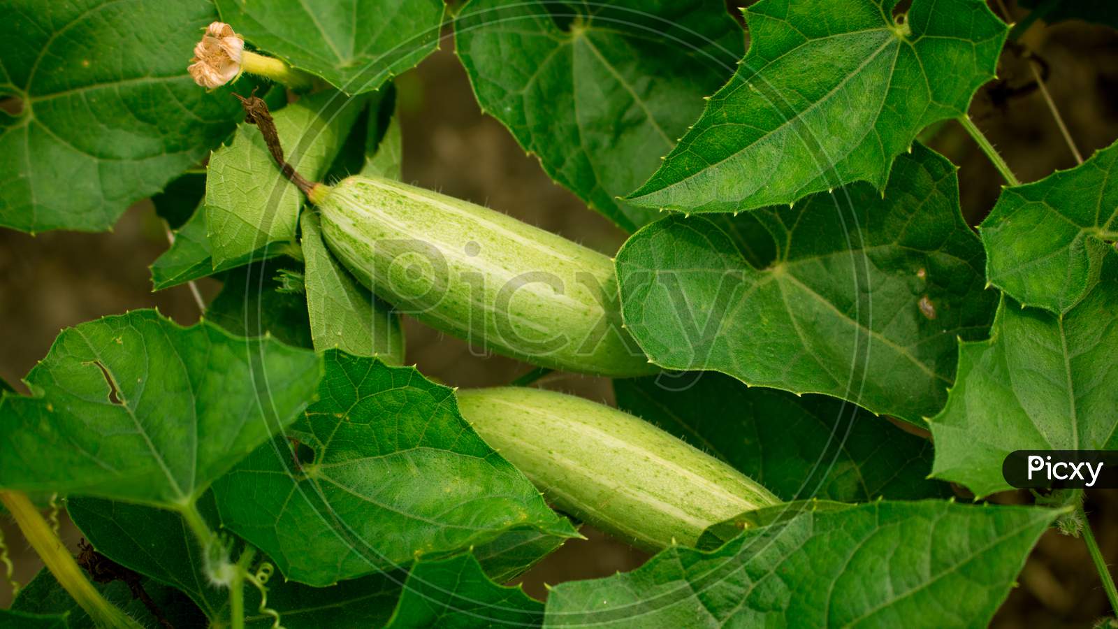 Achocha potol seed plants. The POINTED GOURD (Trichosanthes dioica Roxb.) is usually propagated through vine cuttings and root suckers.