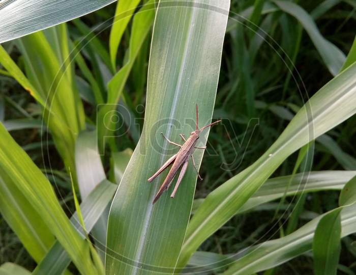 Grasshopper on the grass blade