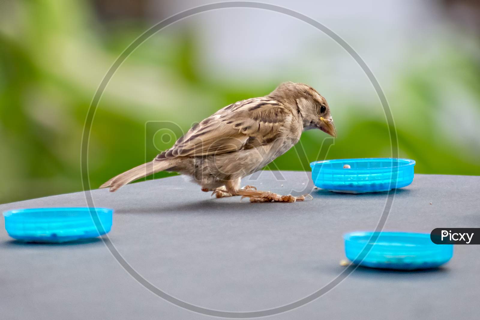 Isolated Image Of Female Sparrow On Wall Eating Food With Clear Green Background.
