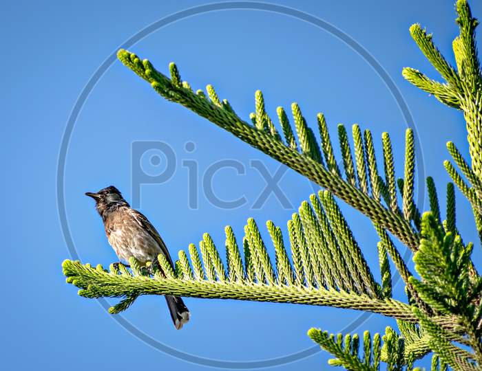 Red Vented Bulbul Sitting On Attractive Juniper Tree Branch Leaves .