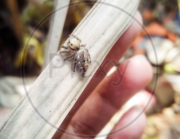 Looking Beautiful Spider On Hand With A Leaf