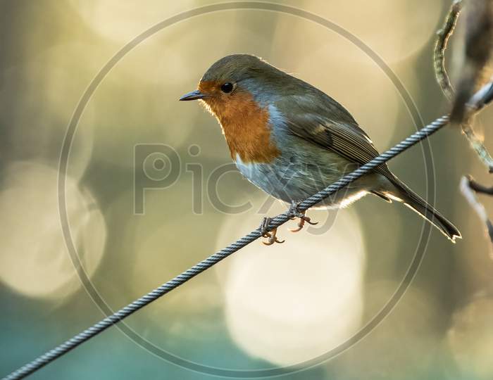 Selective Focus Of Robin Redbreast Perched On Wire
