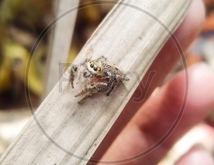 Looking Beautiful Spider On Hand With A Leaf