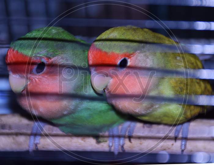 Two Caged Parrots