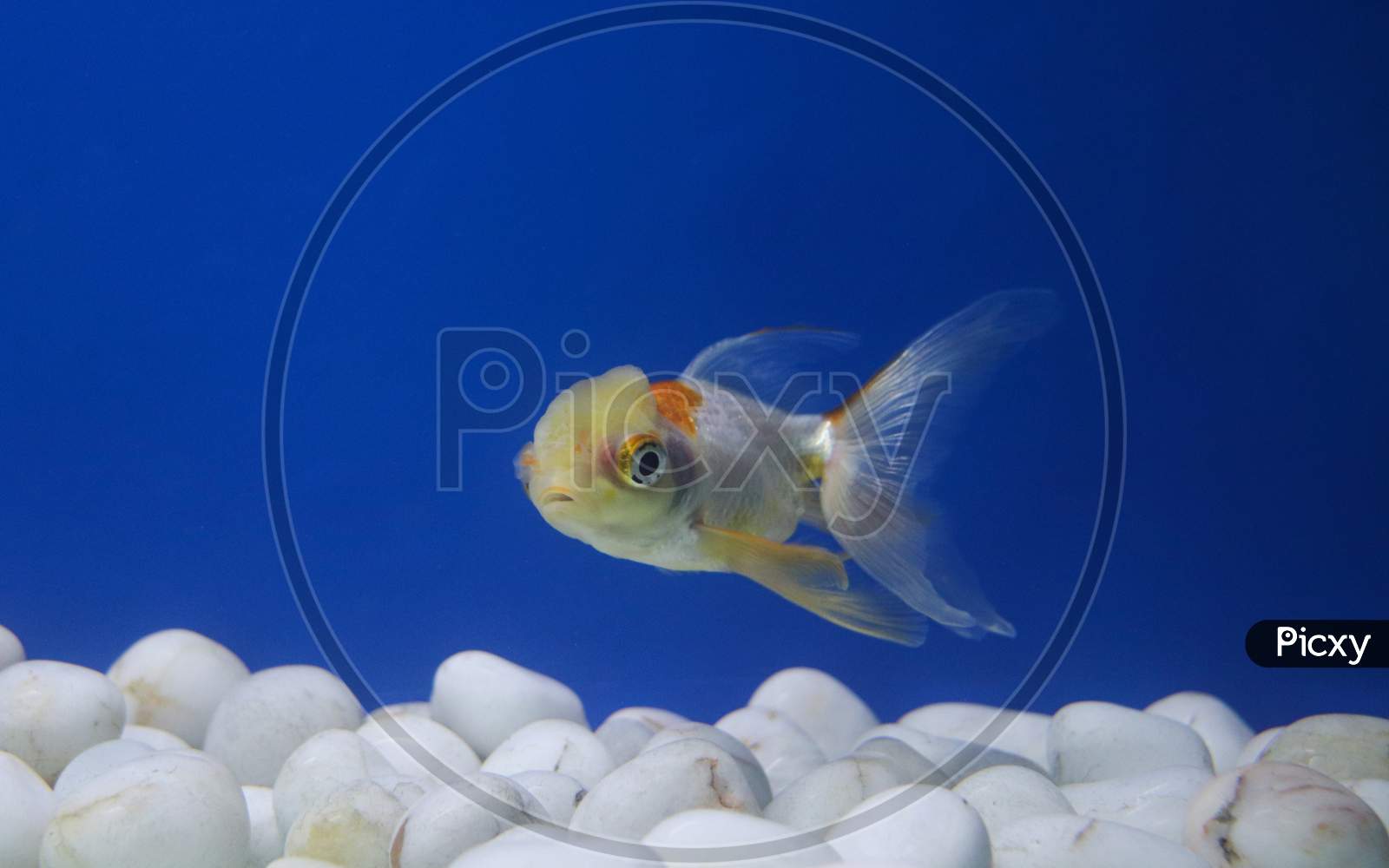 Single Redcap Goldfish In A Big Tank