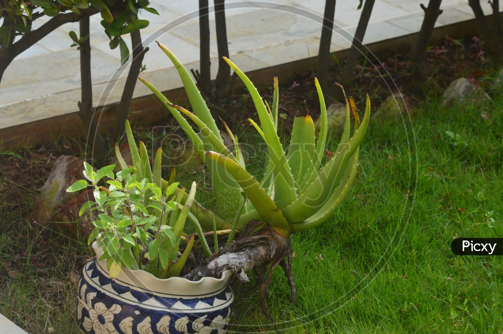 Aloe vera plant in a pot in a garden outside Indian home