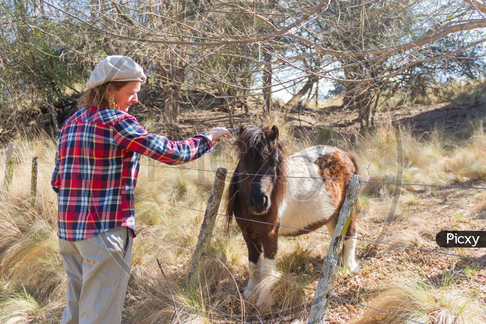 Woman Who Works In The Field With Ponies