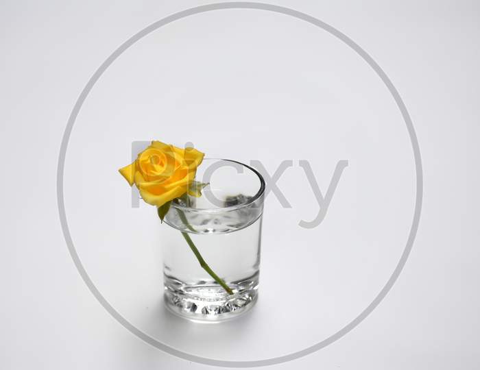 Yellow rose in glass