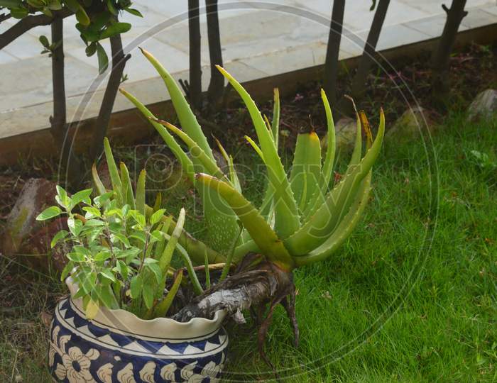 Aloe vera plant in a pot in a garden outside Indian home