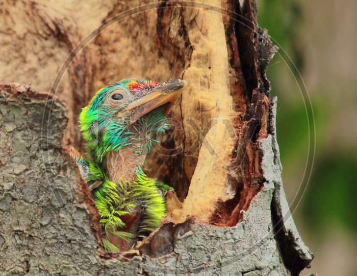 very cute blue throated barbet chick (psilopogon asiaticus or megalaima asiatica) inside the nest