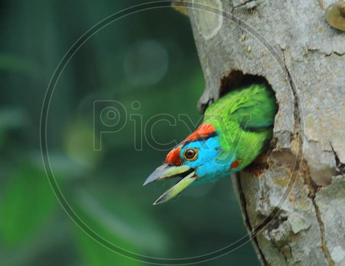 blue throated barbet (psilopogon asiaticus or megalaima asiatica) looking outside from its nest in summer season, countryside of west bengal in india