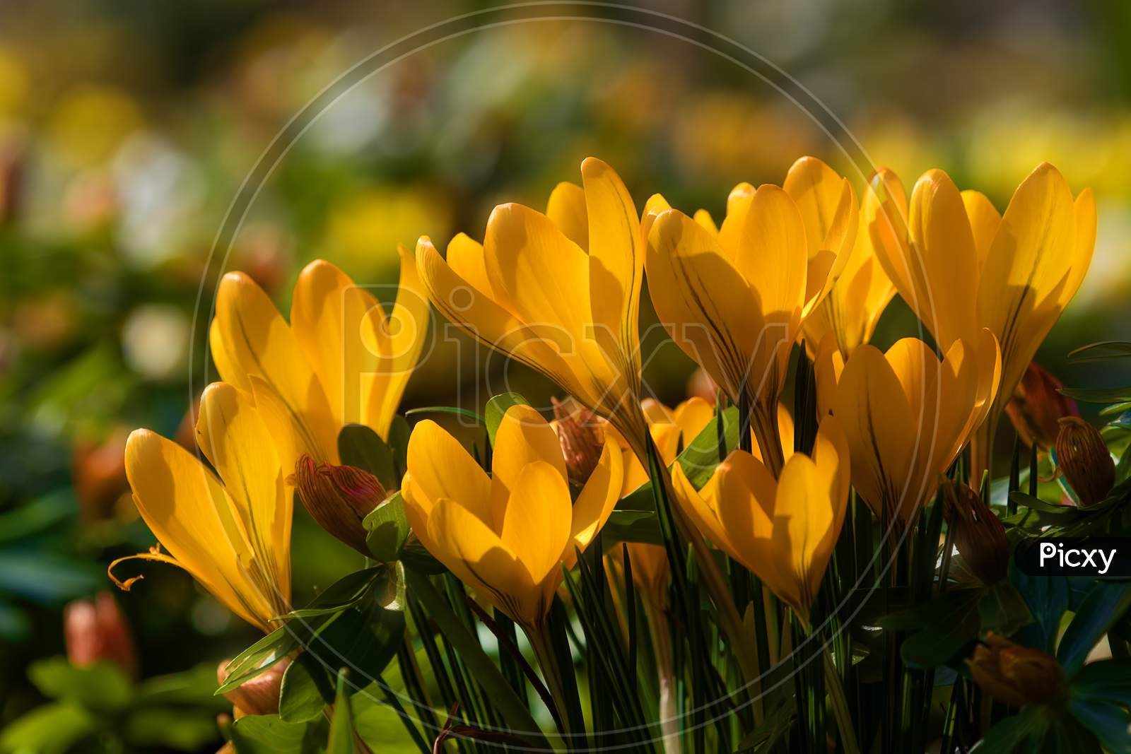 Beautiful spring background with close-up of a group of blooming purple, yellow crocus flowers in spring garden.
