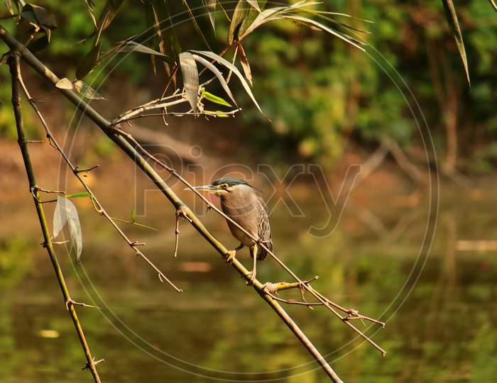 a little heron or striated heron or mangrove heron (butorides striata) perching on a tree branch over a waterbady, looking for a prey in sundarbans, west bengal, india