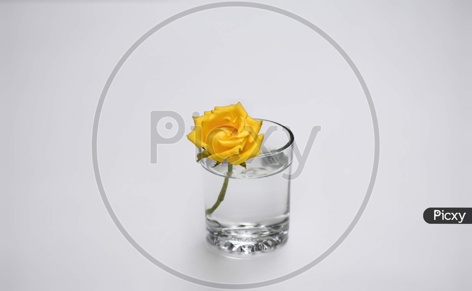 Yellow rose in white background