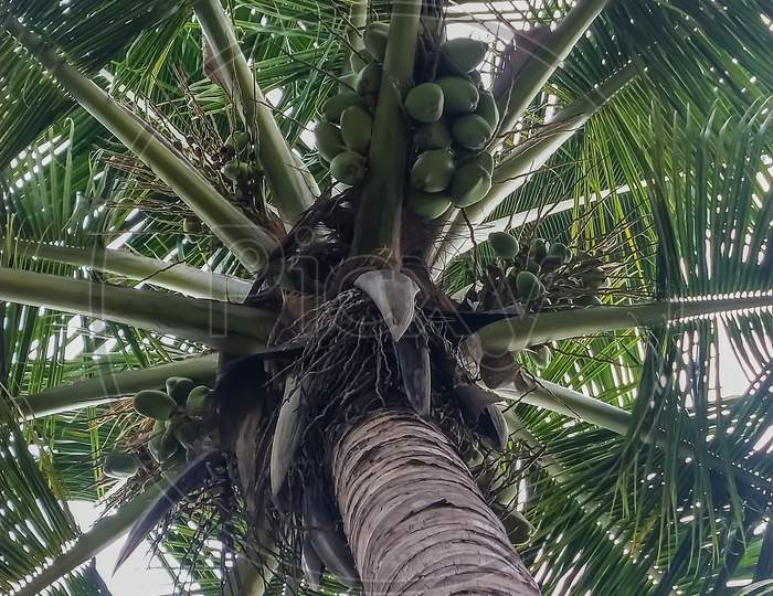 Natural canopy formed by coconut tree leaves