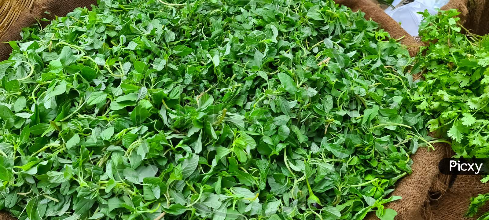 Amaranthus leaves