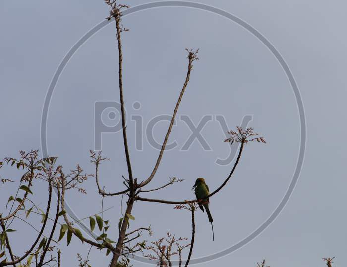 a small green bird on the branch of a neem tree