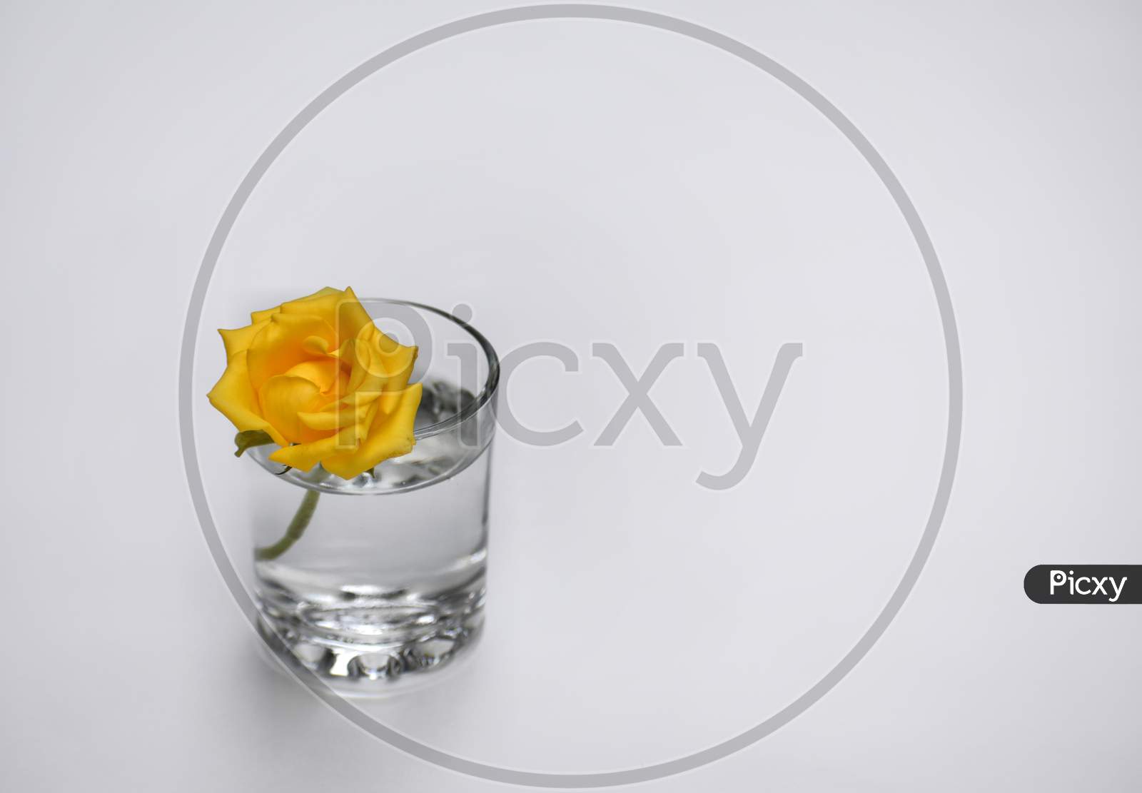 Rose in glass of water show piece