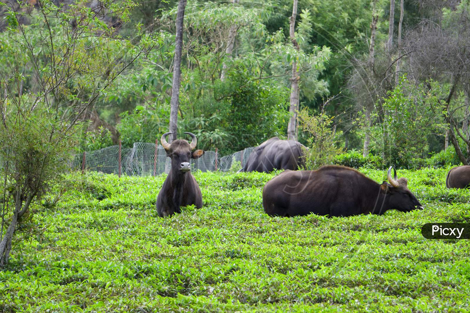nilgiri gaur world biggest wild cows