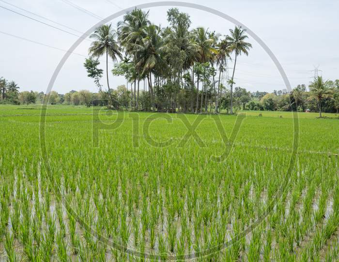 Paddy fields and the Palm groove near Mysore,Karnataka/India.